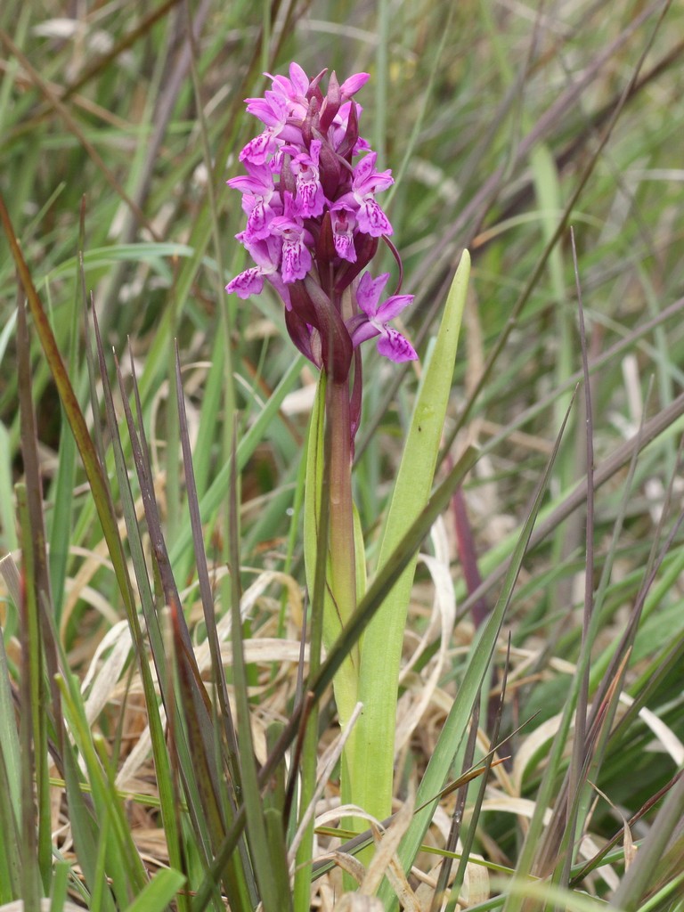 Orchidee d''Irlanda